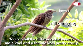 The Asian Koel