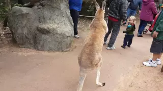 Kangaroo wants to fight! (Video 1)
