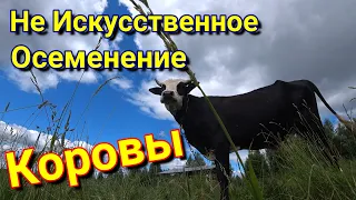 Не Искусственное ОСЕМЕНЕНИЕ коровы. Как ПОКРЫТЬ КОРОВУ