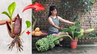 Summary of super effective banana growing techniques using chicken eggs and aloe vera