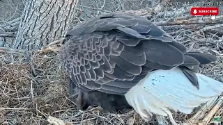 📢 WOOHOO First Egg For Rosa & Lewis!! - Dulles Greenway Nest of Rosa & Lewis (2/14)