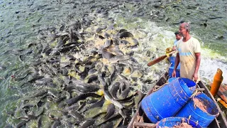 Hybrid Magur Fish Farming Business | Live Chicken Waste African Catfish Eating Food