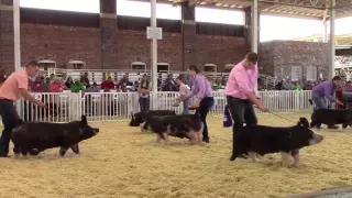 World Pork Expo Grand Champion Berkshire Barrow Drive