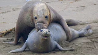 Piedras Blancas Elephant Seal Rookery - Big Sur, CA