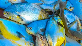 Want to BUY some POMPANO? - Surf Fishing $$$