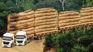 Dangerous Fastest Skill Logging Wood Truck Operator | Total Idiots Heavy Equipment Fails At The Work