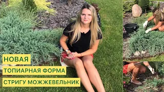 СТРИЖКА МОЖЖЕВЕЛЬНИКА ГРЭЙ ОУЛ 🌲БЫЛО/СТАЛО 🌲ФОРМА БУКЕТ ЦВЕТОВ скоро будет 🌲