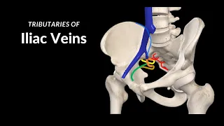 Iliac Veins (Topography, Visceral and Parietal Tributaries) - Anatomy