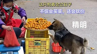 This dog walks around the vegetable market with a basket in his mouth every day.