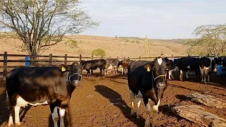 JOVEM PECUARISTA MOSTRA PREPARAÇÃO DE VACAS LEITEIRA PARA TORNEIO E ENSINA COMO TER ALTA LACTAÇÃO