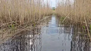 "Простырь". Первый улов фотоловушки.