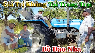 Công Giáp || Giá Trị Khủng Tại Trang Trại Người Bồ Đào Nha Gồm Những GÌ ? Mà Có Giá Cao Đến Vậy ???