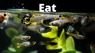 What Do Guppies Eat? – How to Make Your Own Guppy Food