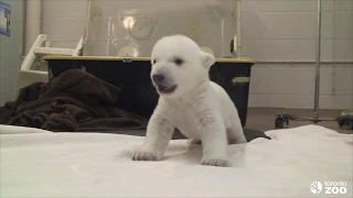 Toronto Zoo's Baby Polar Bear Takes First Steps