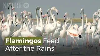 Flamingos Feed After the Rains