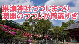 根津神社「つつじまつり」満開のつつじが綺麗すぎ！