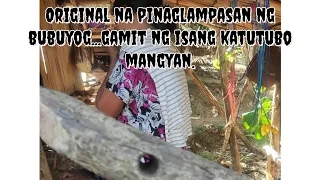 KAHOY NA PINAGLAMPASAN NG BUBUYOG|IPINAKITA NG ISANG KATUTUBO|#viralvideo /9MESTERYO Tv...