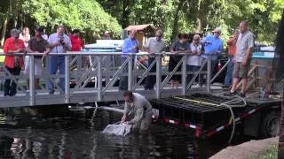 2,000 paddlefish released into Caddo Lake
