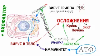 Биохимия осложнений после вирусов. Алименко А.Н. (13.02.2019)