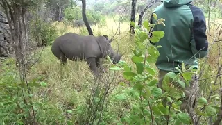 MAH07477 Rhino safari