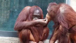 多摩動物公園仲良しな ミンピー&リキちゃん ボルネオオランウータン