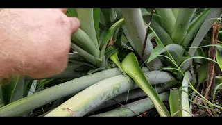 The best way to grow Pineapple!