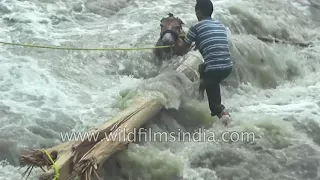 Mule rescue by brave Himalayan men, from gushing waters of the Ganges