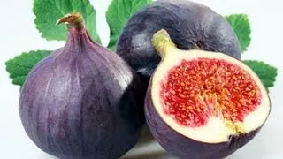 Best Figs Ever!