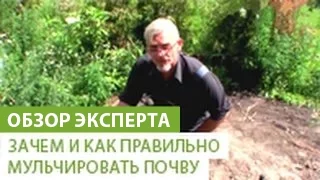 Зачем и как правильно мульчировать почву. Виды мульчи