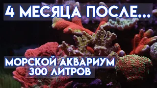 Vlog#17 | морской аквариум для начинающих | морской аквариум 300 литров | аквариумные рыбки