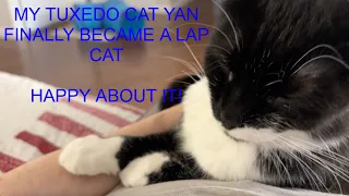 My tuxedo cat Yan became a lap cat - can't believe it!