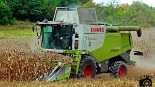 Lapp-Föld Kft. Kukorica betakarítás/Corn harvesting 2018