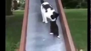 Супер котята!!! cool and funny cats