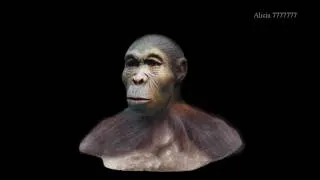 Human evolution - Morph