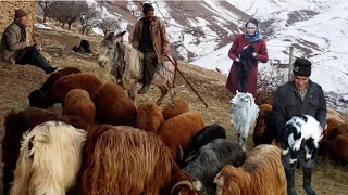 Grazing sheep in the Mountain|daily life of a shepherd in the villages of Iran|sheep shepherd life