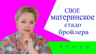 свое материнское стадо бройлера