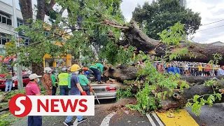 Driver killed as tree falls on car in Penang