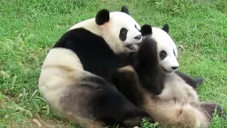 Aww Funny And Cute Panda Animal Video Compilation