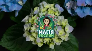 🌺 Хвойні рослини в травні ▶ Магія рослин 1 Серія ▶ 6соток