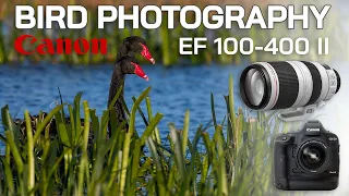 Bird Photography, New Location & Lots of Action! | Canon EF 100-400mm II & 1DX Mark II