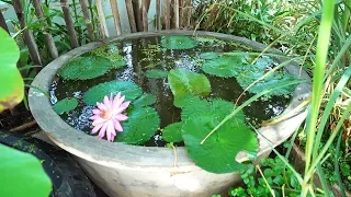 How to Build a Container Water Garden