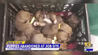 HSPPR finds a litter of puppies abandoned in a bucket on a job site