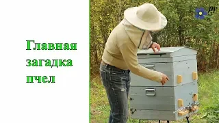 Главная загадка пчел