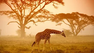 Savana Africana as perigosas planícies da África - documentário completo.