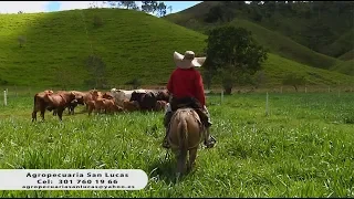 Ganadería simmental F1 simbrah gyr y gyrolando ganadería San Lucas Maceo Antioquia