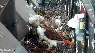 05192013_11:55AM_Cornell RTH_Ez Delivers Live Bird to Nest (Unedited, and Viewer Warning)