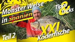 Monster Welse in Spanien | Teil 2 | XXL Köderfische zum Wallerangeln | Bojenangeln auf Wels