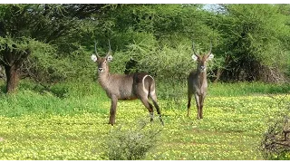 SOUTH AFRICA waterbuck, Kruger national park (hd-video)