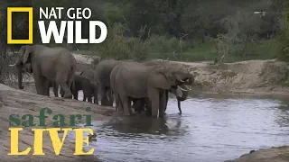 Safari Live - Day 101 | Nat Geo Wild