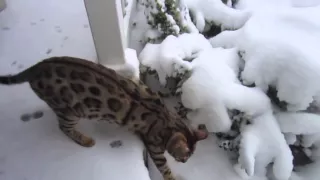 Милые и очаровательные кошки встречают первый снег / Смешные и забавные приколы 2015 / Funny